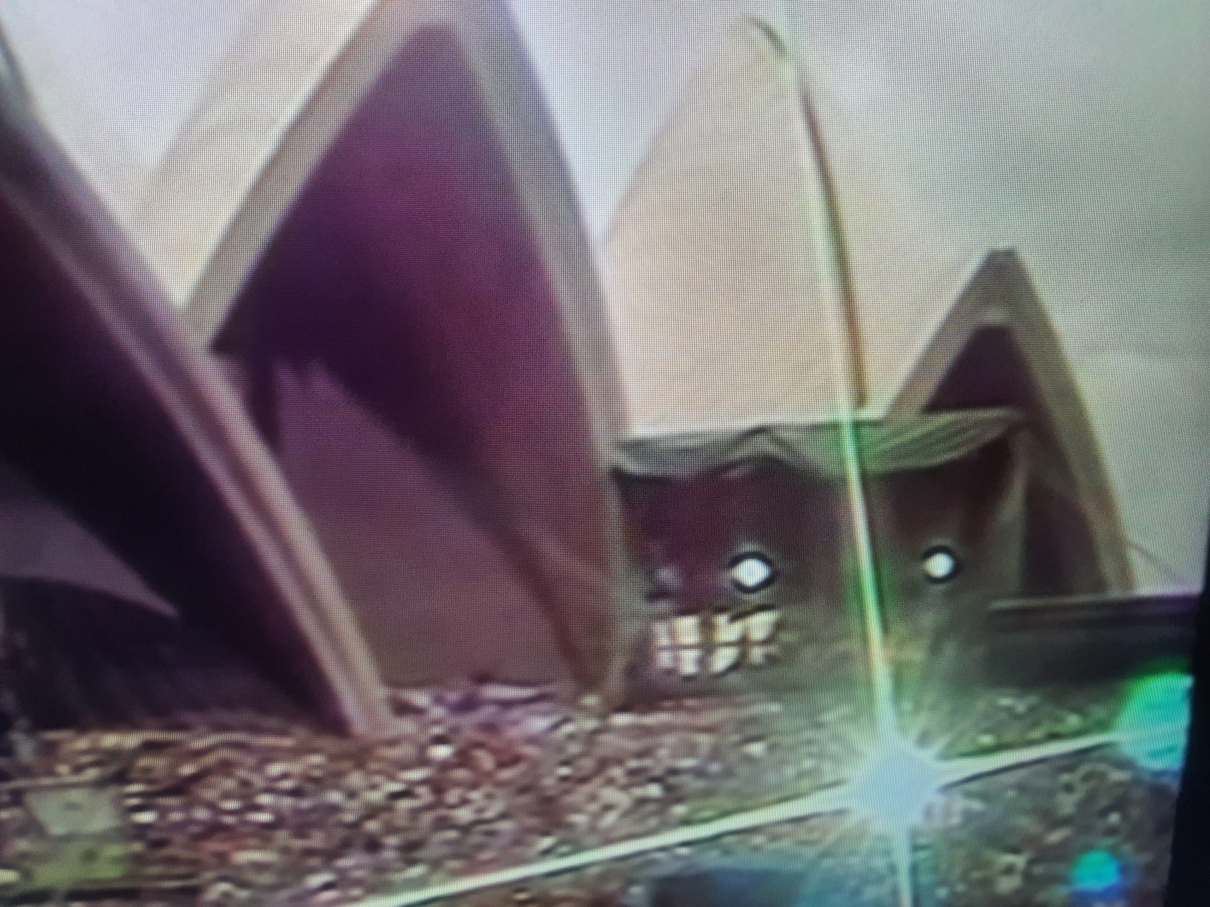 Thin Lizzy Sydney Opera House 